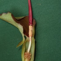 Typhonium trilobatum (L.) Schott